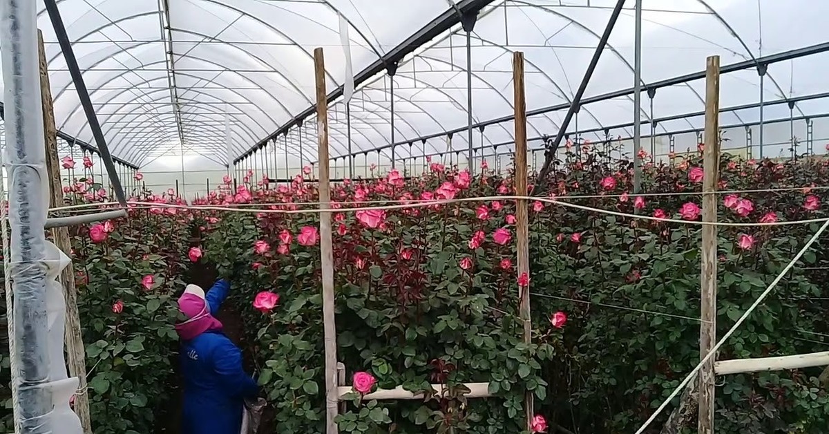 Выращивание рос. Плантации роз в Эквадоре. Плантации кустовой розы Голландия. Розы Голландия в теплице. Теплица с розами.