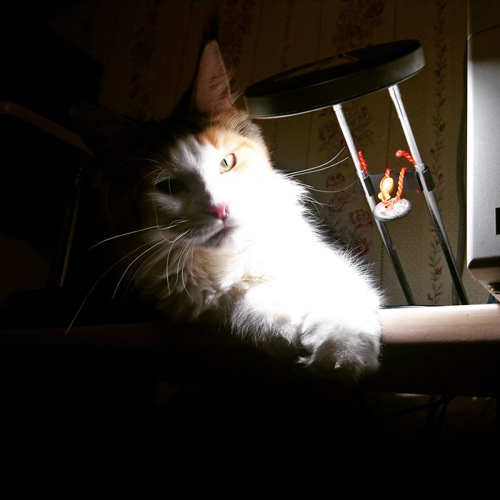 Catolamp - My, cat, Maine Coon, Cat with lamp