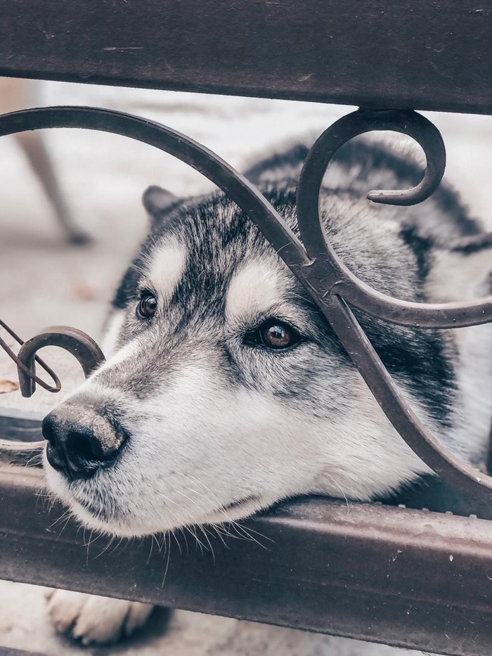 Самая несчастная собака в мире (Нет)