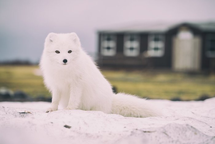 Минута няшности. Обыкновенный песец или полярная лисица Лиса, Песец, Милота, Животные, Фотография