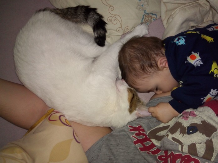 Два котёнка спят Кот, Дети, Милота