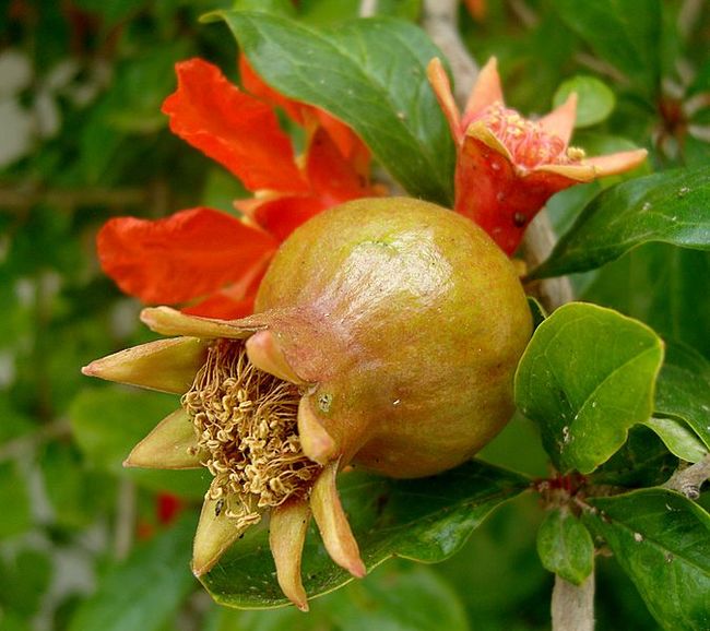 Гранат - можно ли получить плодовое дерево из косточки дома? Ручная граната, Комнатные растения, Домашние цветы, Длиннопост