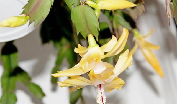 Christmas cactus, how do you like it? - My, Garden, Garden, Dacha, Longpost