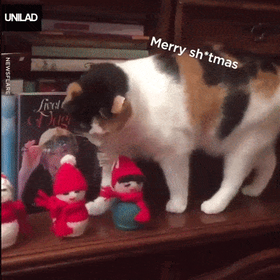 no new year for you - GIF, cat, New Year