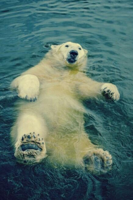 Relax Белый медведь, Релакс, Животные