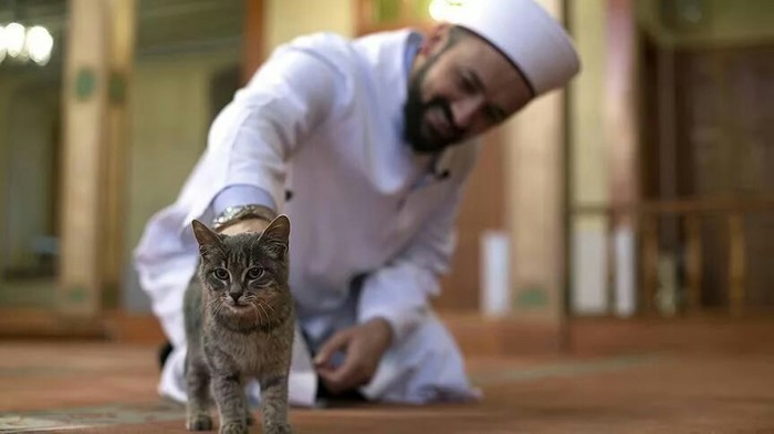 Отношения к кошкам в Исламе. Кот, Животные, Домашние животные, Интересное, Ислам, Религия, Фотография, Лига Добра, Длиннопост