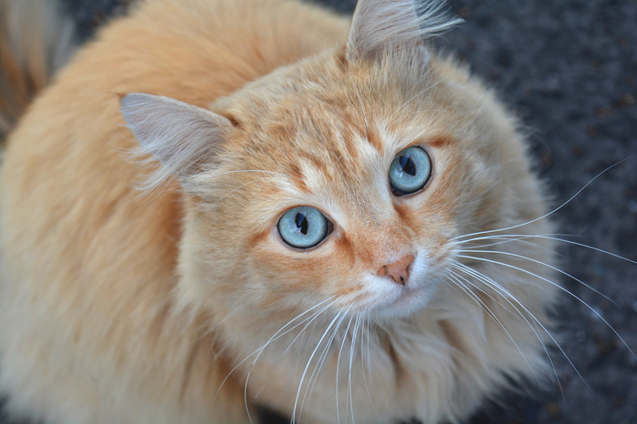 Red cat Kuzya - My, cat, Redheads, Handsome men, Fluffy, Longpost