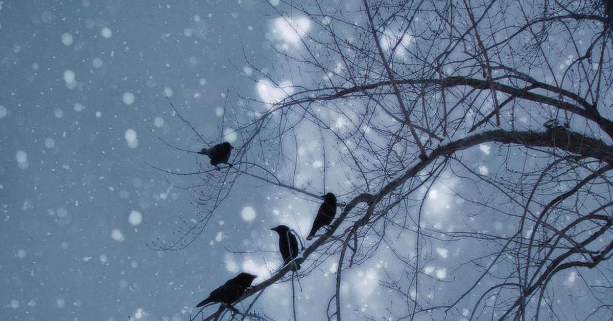 Вот снежок летит летит. Птицы на дереве зимой. Птица в зимнем небе. Вороны на снегу. Зимние вороны.