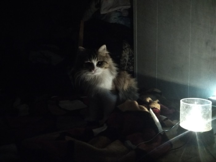 Cat me with a lamp - My, Tricolor cat, Accordion, Лампа, cat, Repeat