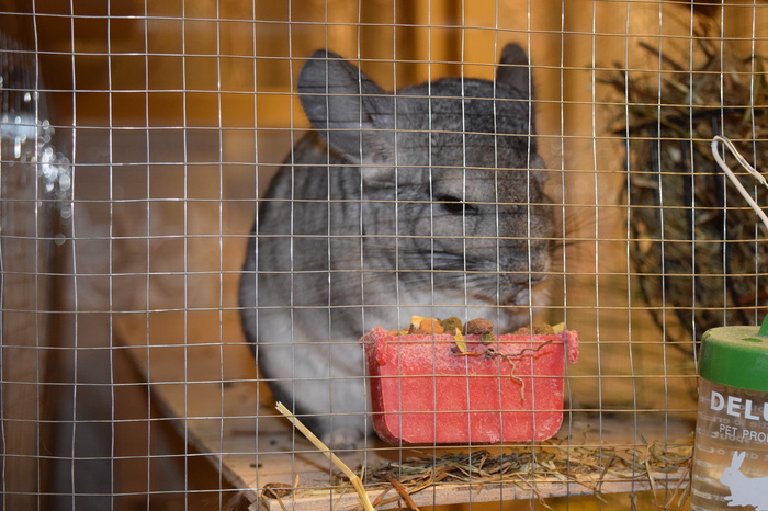 Chinchilla food in the wild - Chinchilla, Milota, Pet, Pets, Pet, , Longpost