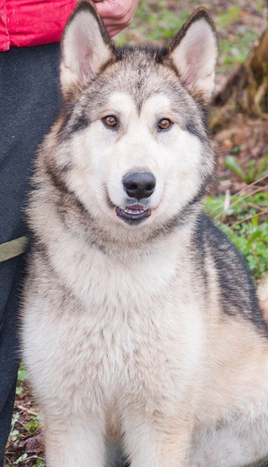 We have been looking for a Malamute since June. We will be grateful for any information. - My, Alaskan Malamute, The dog is missing, , Longpost, Dog, Leningrad region, No rating, Help