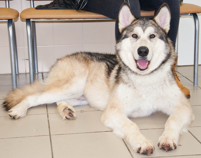 We have been looking for a Malamute since June. We will be grateful for any information. - My, Alaskan Malamute, The dog is missing, , Longpost, Dog, Leningrad region, No rating, Help