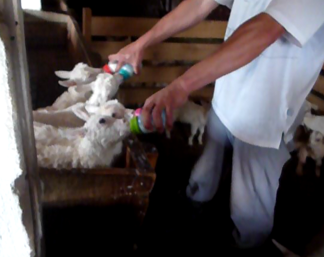Feeding goats on farms - My, Milk, , Building a farm, Farm project, Goat cheese, Video