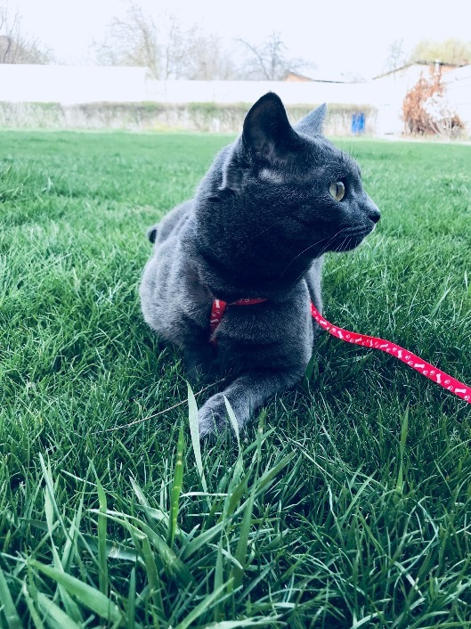 First walk - My, cat, Longpost, Spring