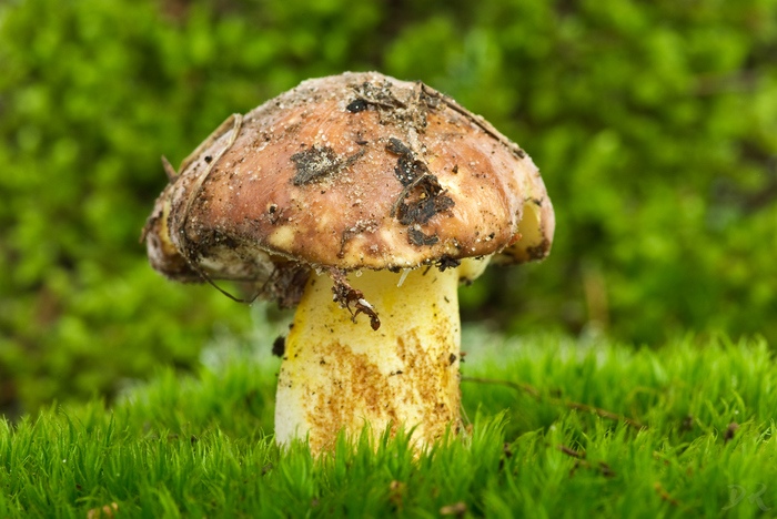 Маслята : Раскраски грибы
