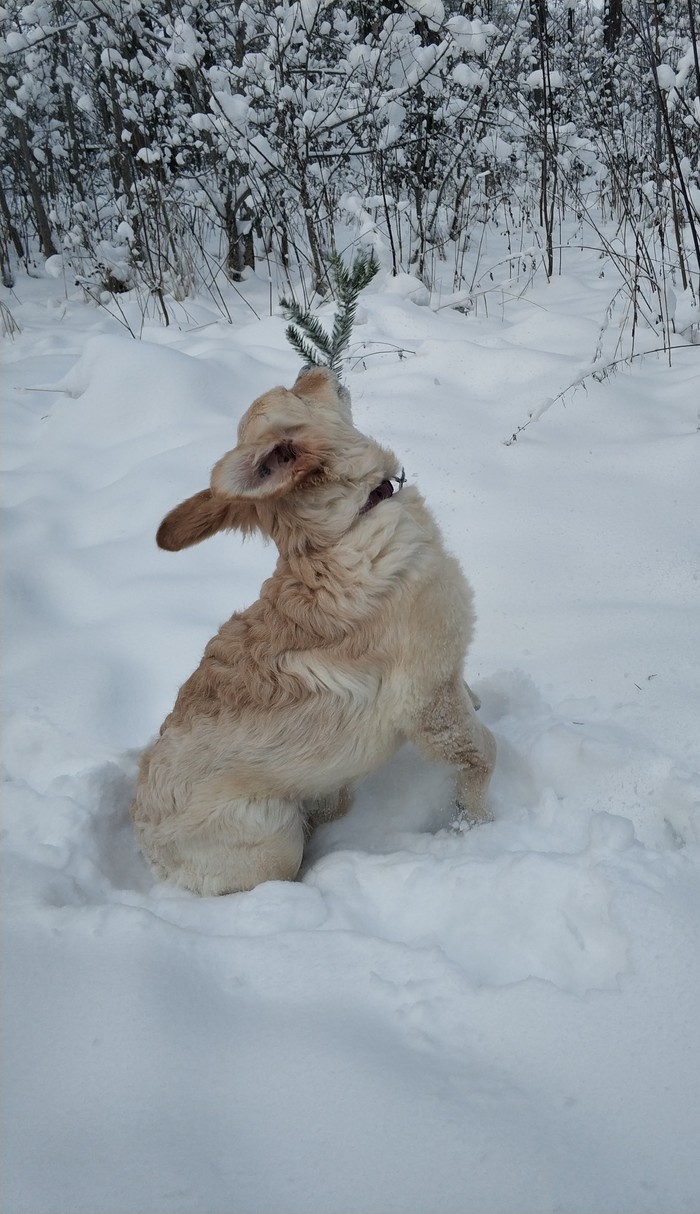 First post - My, Golden retriever, Winter, Games