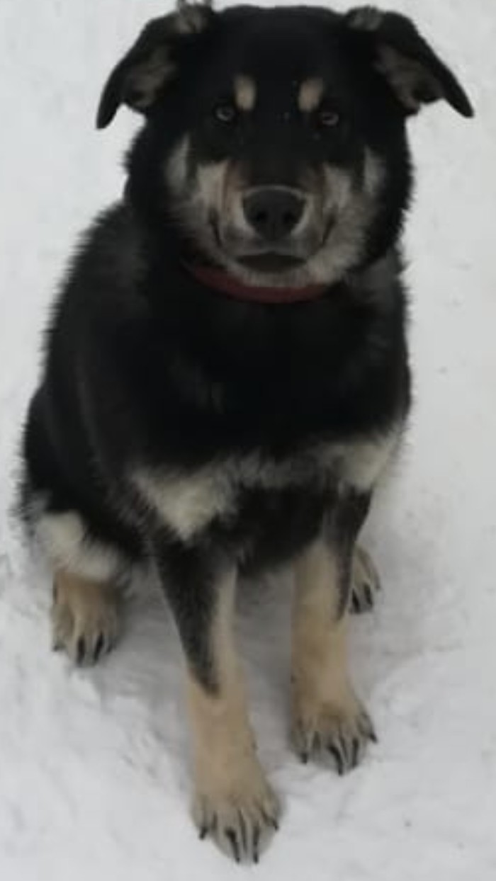 Help identifying a dog breed! - My, Milota, Dog