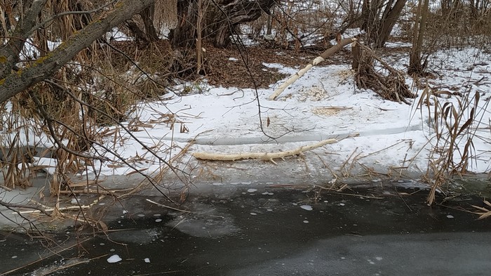 Beavers - Winter, Longpost, Beavers, My