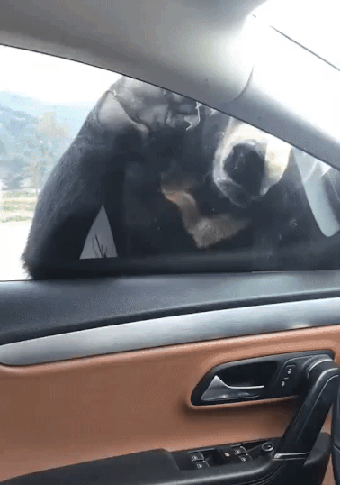 - Is there anyone? I just have to ask. - Auto, Bear, GIF, The Bears