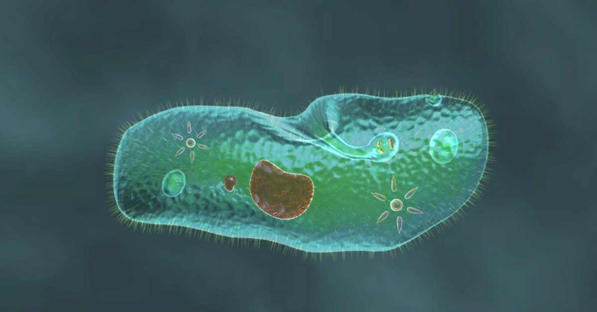 Самый простой одноклеточный организм. Одноклеточные инфузория туфелька. Инфузория-туфелька это бактерия. Одноклеточные организмы инфузория туфелька. Инфузория туфелька эукариот.