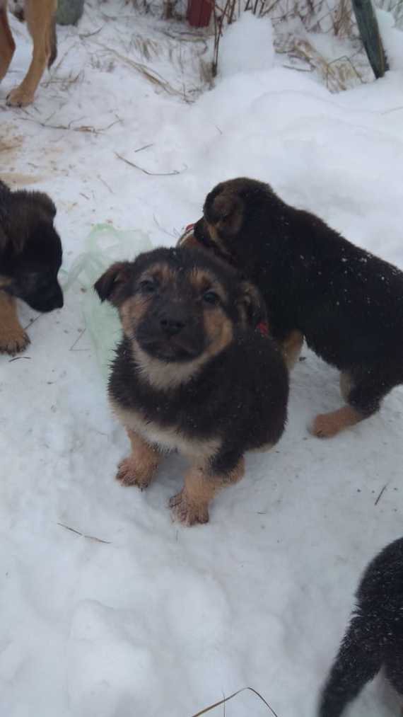 Help put the kids in, please. - No rating, Puppies, Dog, In good hands, Help, Naro-Fominsk, Moscow, cat, Longpost