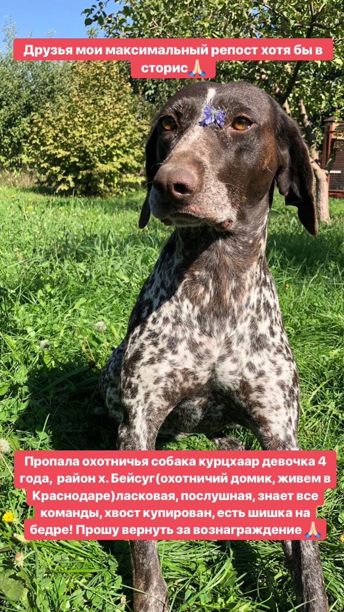 Lost dog, Kurzhaar breed, Krasnodar Territory, Beisug - My, Kurzhaar, The dog is missing, , Краснодарский Край, , Text