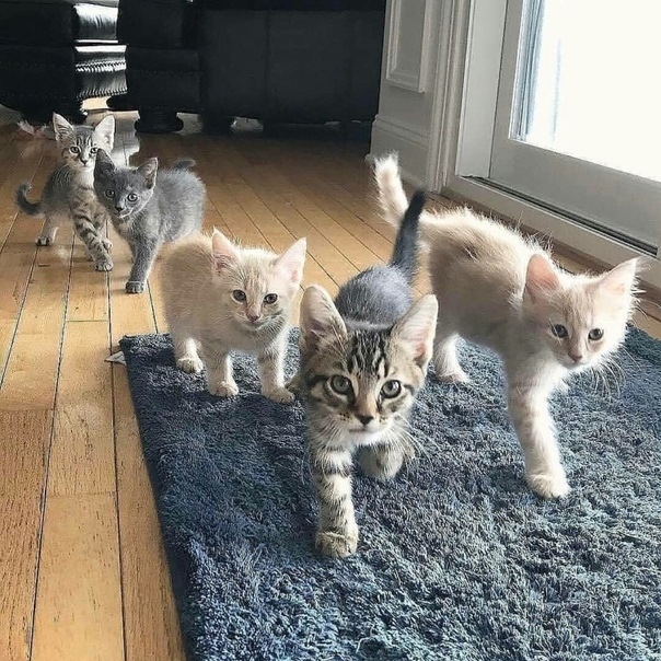 Little furry attack - Kittens, Catomafia, Gang, The photo, cat, Milota