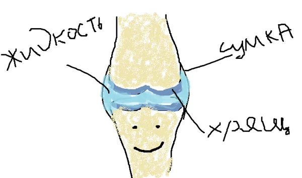 How running can improve the condition of the spine and joints. - My, Run, Spine, Joints, Physical Education, Physiology, Longpost