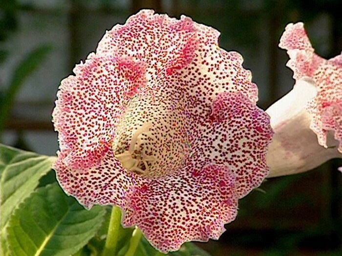 Глоксиния - королева зимнего цветения Комнатные растения, Домашние цветы, Глоксиния, Длиннопост