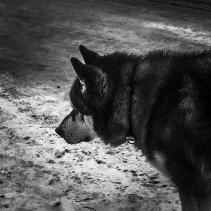 Malamute - My, Dog, Alaskan Malamute, The mountains, Elbrus, Black and white photo