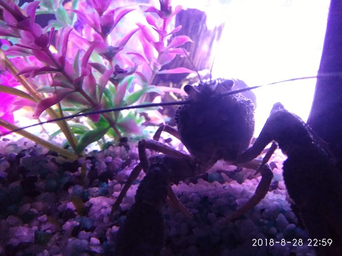 How I set up an aquarium part 4 - My, Crayfish, Aquarium, , A fish, Marbled crayfish, cat, Longpost