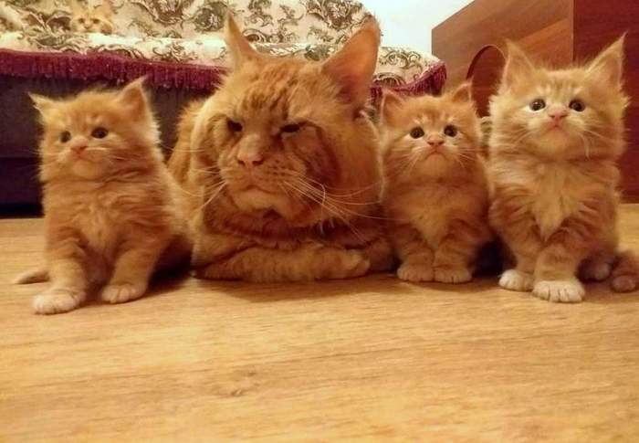 Red gang and leader - My, cat, Maine Coon, The photo, Bad faith, Unscrupulous breeder