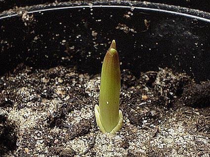 Gloriosa - My, , Curly, Tuberaceae, Houseplants, Bloom, Longpost