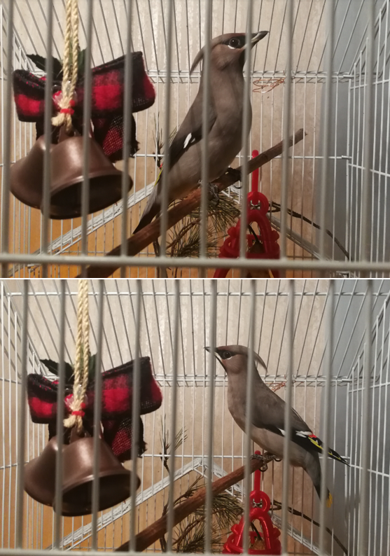 ADM: Peter - Peter! - My, New Year's gift exchange, Secret Santa, Gift exchange, Gift exchange report, Waxwing, Longpost