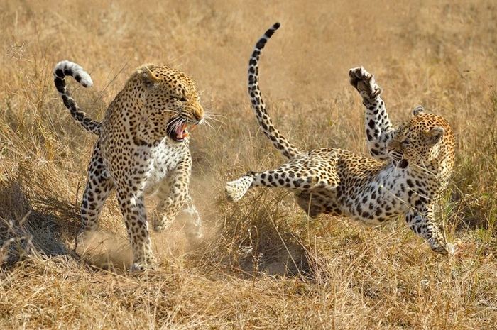 Leopard games.... - Leopard, Wild animals, Milota, Predator, cat