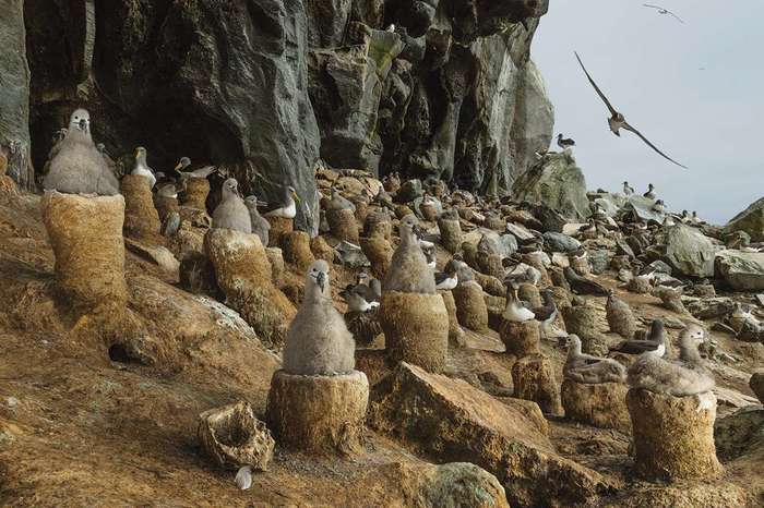 Chatham albatross nest - The science, Ornithology, Biology, Birds, Albatross, Copy-paste, Elementy ru, Video, Longpost