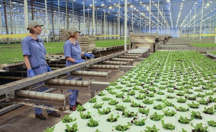 The second phase of an innovative greenhouse complex was commissioned in the Sverdlovsk Region - Sverdlovsk region, Сельское хозяйство, Greenhouse, Russia, Production, Russian production