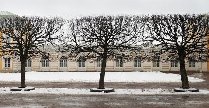 Петергоф. Верхний парк - Моё, Петергоф, Зима, Обрезка деревьев