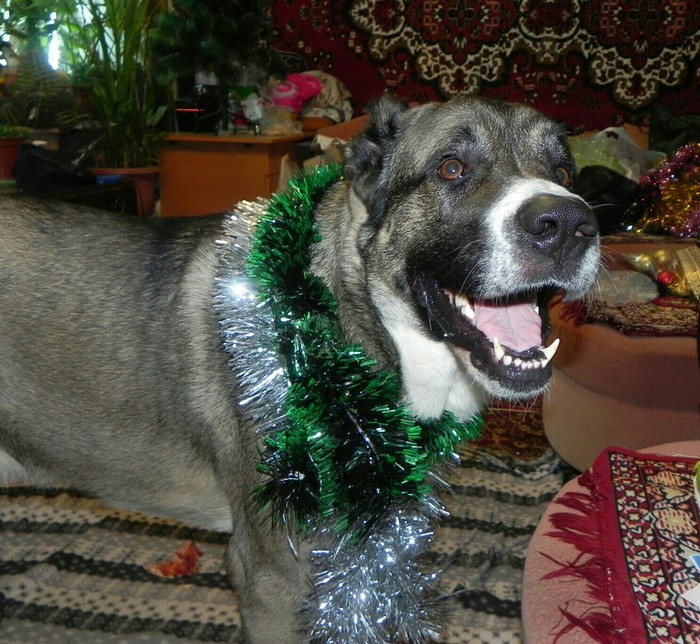 Assistant - My, Pets, New Year, Decoration, Family, Assistant, Alabai, Dog, Happiness