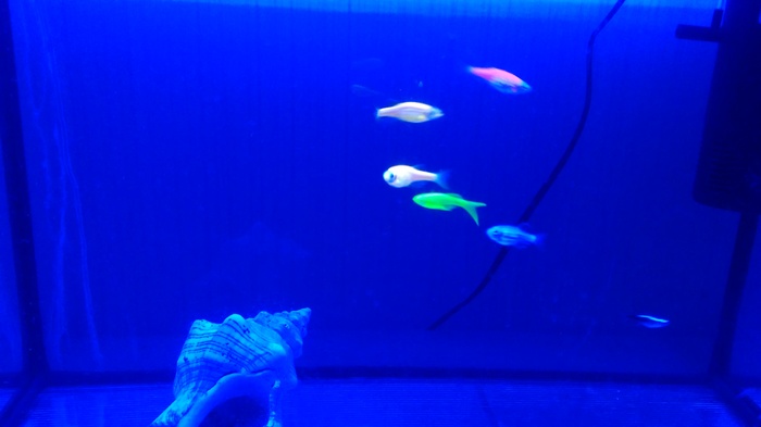 Освещение в аквариуме для флуоресцентных рыб своими руками Аквариум, Аквариумные рыбки, Светодиоды, Длиннопост, Своими руками