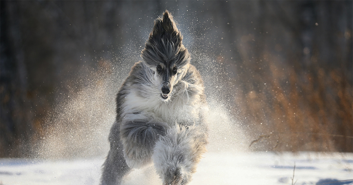 Сбежать от зверя читать. Фотограф анималист. Фотограф бежит. Фотограф анималист собак. Животное бегают по снегу.