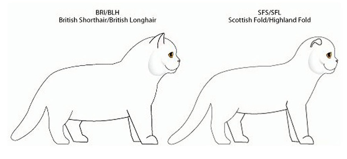 Если кошка британец прямоухая а кот вислоухий какие будут котята thumbnail