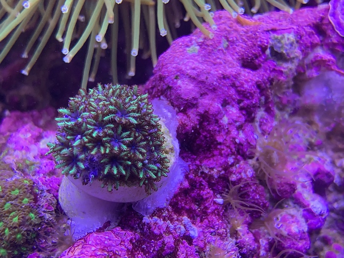 Sympodium - Aquarium, My, Coral