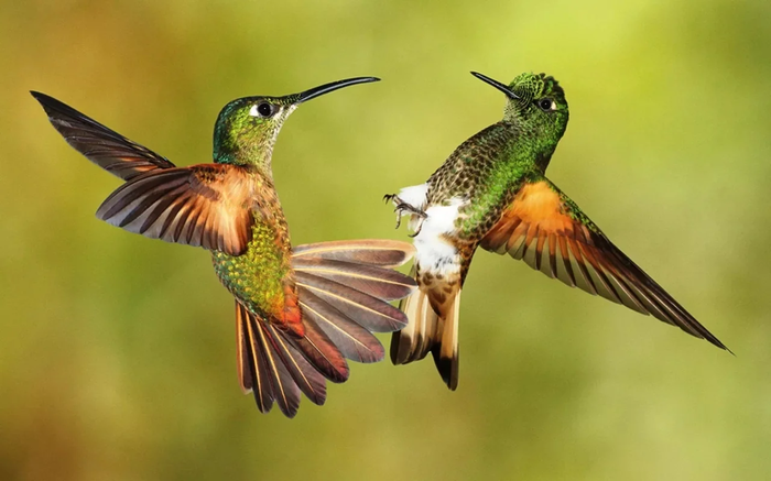 Колибри: Невозможная птица колибри, Колибри, Бывают, просто, делают, очень, некоторые, видов, птицы, длинный, занимается, минуту, около, которые, Южной, нектаром, больше, именно, многих, которым