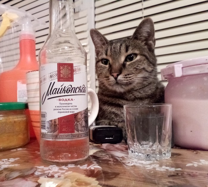 Тоска печаль у кота