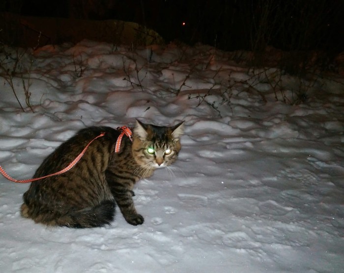 First walk - My, cat, Catomafia, Walk, Winter, Longpost