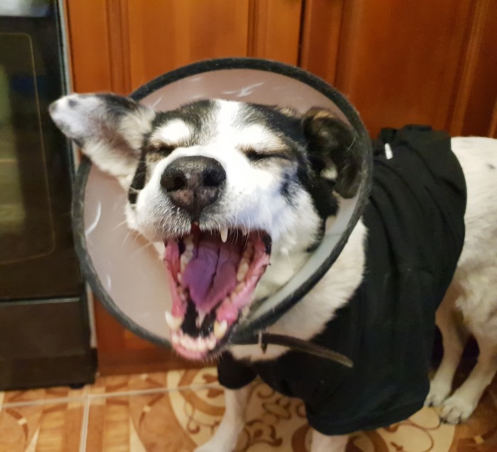 Моя Фрося, как символ уходящего года