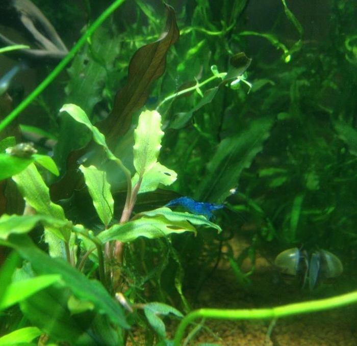 blue dream - Aquarium, My, Animals, Aquarium shrimp