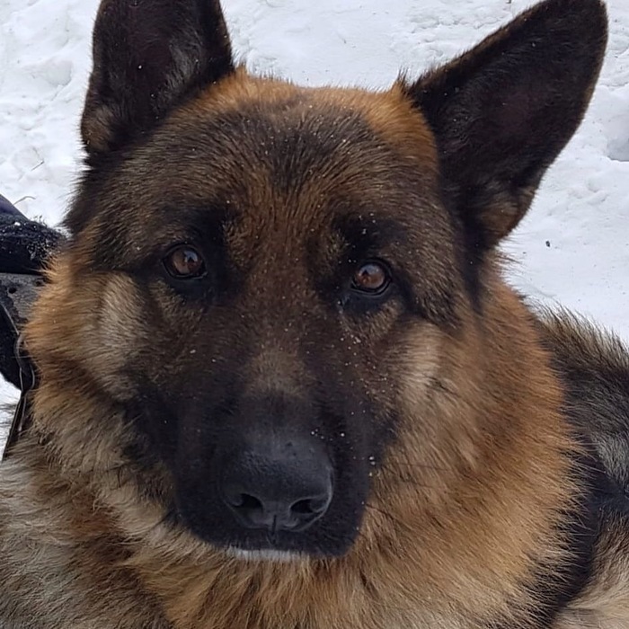 Help find the dog! - My, The dog is missing, Khabarovsk region, Khabarovsk, Help, Help me find, No rating, Dog, German Shepherd, Longpost