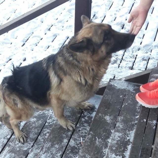 Help find the dog! - My, The dog is missing, Khabarovsk region, Khabarovsk, Help, Help me find, No rating, Dog, German Shepherd, Longpost